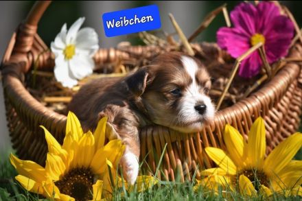 Lhasa Apso  - Havaneser Welpen