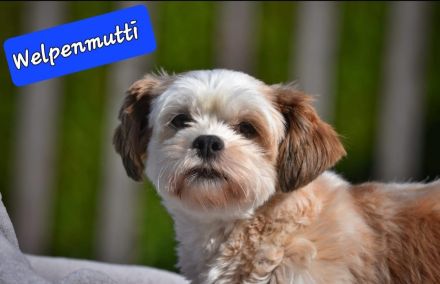 Lhasa Apso  - Havaneser Welpen