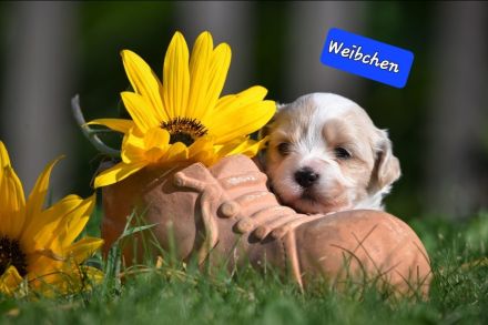 Lhasa Apso  - Havaneser Welpen