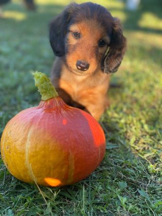 Langhaarteckel Welpen