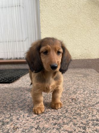 Langhaarteckel Welpen