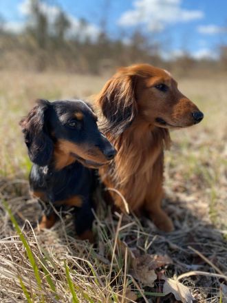 Langhaarteckel Welpen