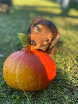 Langhaarteckel Welpen