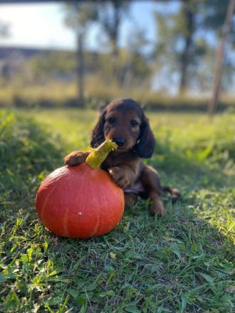 Langhaarteckel Welpen