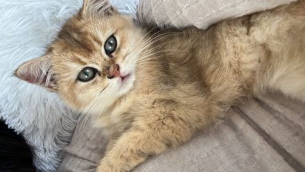 Bkh kitten Golden Tabby