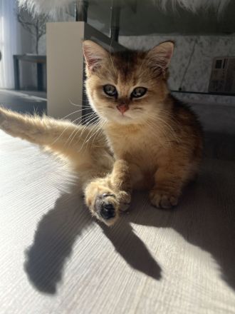 Bkh kitten Golden Tabby