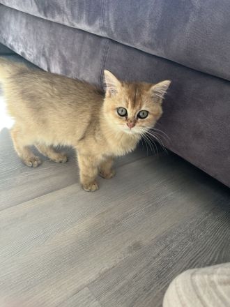 Bkh kitten Golden Tabby