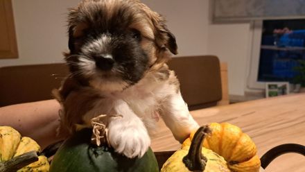 Havaneser Welpe Fiete