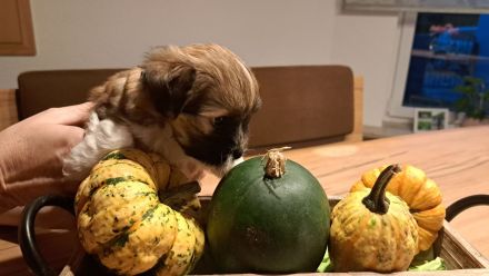 Havaneser Welpe Fiete