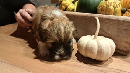 Havaneser Welpe Fiete