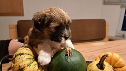 Havaneser Welpe Fiete