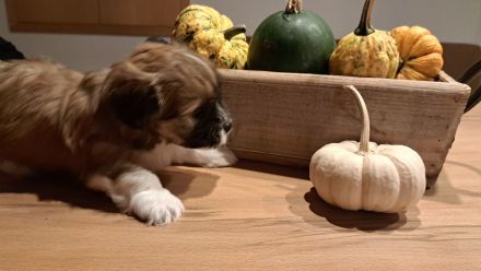 Havaneser Welpe Fiete