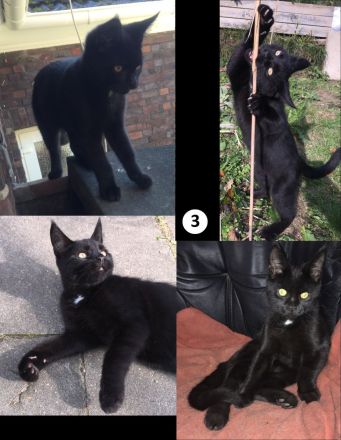 4 Monate alte Jungkatzen an Zuhause mit Freigang abzugeben