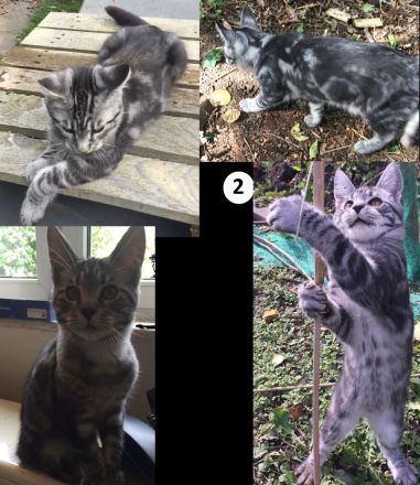 4 Monate alte Jungkatzen an Zuhause mit Freigang abzugeben