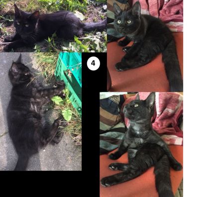 4 Monate alte Jungkatzen an Zuhause mit Freigang abzugeben