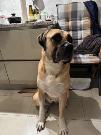 Bullmastiff-Hündin, 4 Jahre alt, kastriert, 52kg.