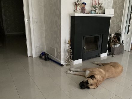 Bullmastiff-Hündin, 4 Jahre alt, kastriert, 52kg.