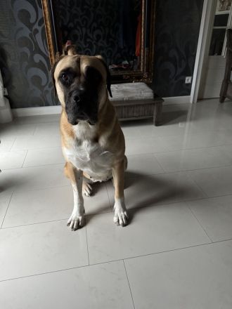 Bullmastiff-Hündin, 4 Jahre alt, kastriert, 52kg.