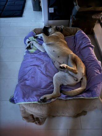 Bullmastiff-Hündin, 4 Jahre alt, kastriert, 52kg.