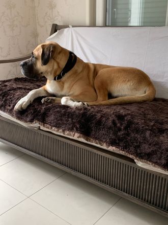 Bullmastiff-Hündin, 4 Jahre alt, kastriert, 52kg.