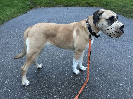 Bullmastiff-Hündin, 4 Jahre alt, kastriert, 52kg.