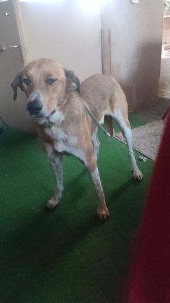 Bruna auf Pflegestelle in 56645 Nickenich