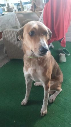 Bruna auf Pflegestelle in 56645 Nickenich