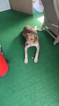 Bruna auf Pflegestelle in 56645 Nickenich