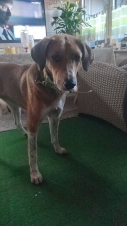 Bruna auf Pflegestelle in 56645 Nickenich