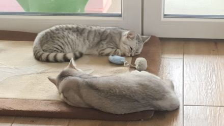 Brüder-Duo sucht 5* Kuschelzuhause