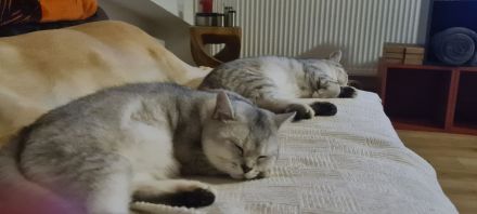 Brüder-Duo sucht 5* Kuschelzuhause