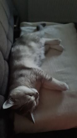 Brüder-Duo sucht 5* Kuschelzuhause