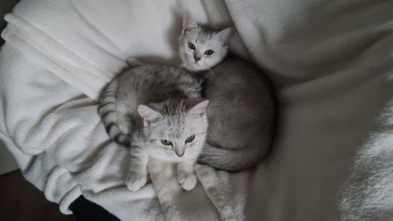 Brüder-Duo sucht 5* Kuschelzuhause