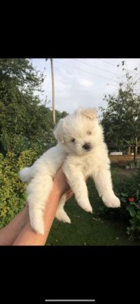 Havaneser Zwergspitz (Pomeranian) suchen liebevolles Zuhause