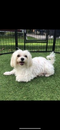 Havaneser Zwergspitz (Pomeranian) suchen liebevolles Zuhause