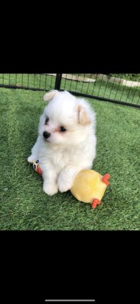 Havaneser Zwergspitz (Pomeranian) suchen liebevolles Zuhause