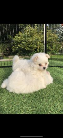 Havaneser Zwergspitz (Pomeranian) suchen liebevolles Zuhause