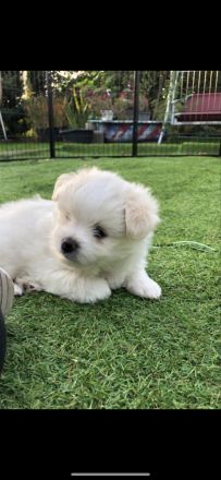 Havaneser Zwergspitz (Pomeranian) suchen liebevolles Zuhause