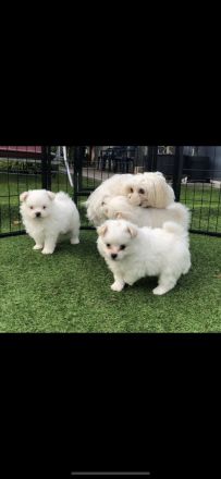 Havaneser Zwergspitz (Pomeranian) suchen liebevolles Zuhause