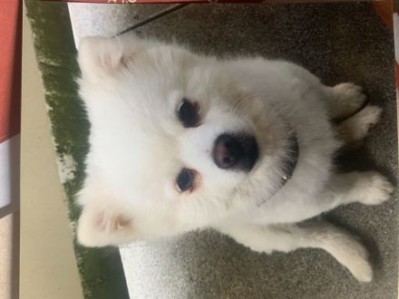 Havaneser Zwergspitz (Pomeranian) suchen liebevolles Zuhause