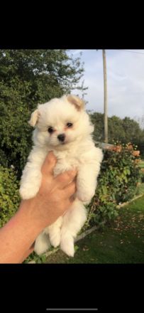 Havaneser Zwergspitz (Pomeranian) suchen liebevolles Zuhause