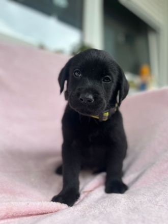 Labrador Retriever