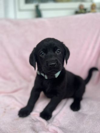 Labrador Retriever