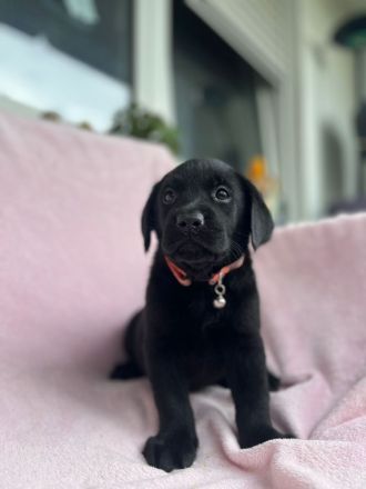 Labrador Retriever