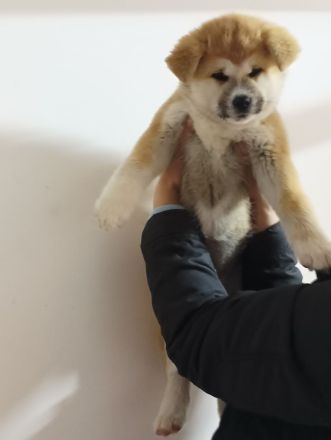 Akita Inu Welpen