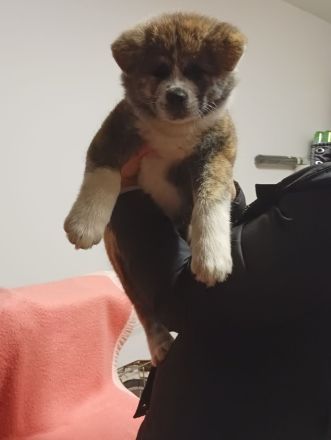 Akita Inu Welpen