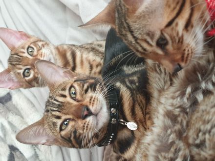 Bengal Marmor Katze mit Stammbaum