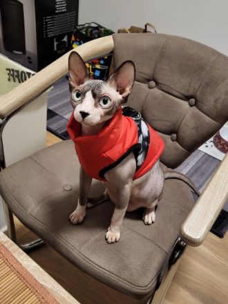 Verkaufe zwei wunderschöne Spynx Katzen