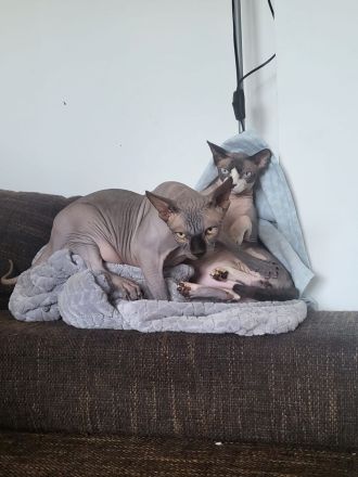 Verkaufe zwei wunderschöne Spynx Katzen
