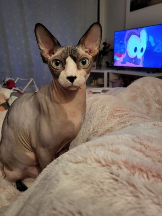 Verkaufe zwei wunderschöne Spynx Katzen